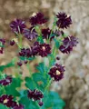 Aquilegia atrata, Akelei, dunkelviolett, ca. 9x9 cm Topf