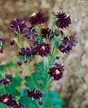 Pflanzen für Dich Staude Aquilegia atrata, 1 St., Schwarze Akelei, Dunkle Akelei