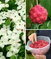 BALDUR Garten 1x Japanischer Blumen-Hartriegel, Pflanze im 2 Liter-Topf, reife Früchte essbar, Cornus kousa, winterhart, blühend, essbare Früchte; Steinfrüchte, Asiatischer Hartriegel