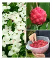 Japanischer Blüten-Hartriegel, 1 Pflanze Cornus kousa winterhart
