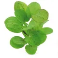 Dennerle Plants Aquariumpflanze Echinodorus Dschungelstar Nr.9Getüpfelte Harbich