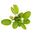 Echinodorus Dschungelstar Nr.9 'Getüpfelte Harbich' Aquarienpflanze Dennerle 248