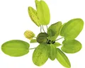 Froschlöffel Getüpfelter Harbich - Echinodorus Dschungelstar Nr. 9