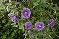 Clematis 'Josephine' 60-100 cm – Winterhart, Mehrjährig – Waldrebe – Kletterpflanze für Pergola & Rankhilfe