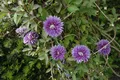 Pflanzen für Dich Kletterpflanze Clematis Hybride Josephine, 1 St., Clematis, Waldrebe, gefüllte Blüten, rosa-lila Farbmix