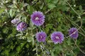 Clematis Hybride 'Josephine', großblumig, rosa, 60–100 cm