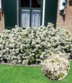 BALDUR Garten Zierstrauch Orangenblume 'White Dazzler®', 1 St., Orangenstrauch, winterhart, duftend, bienenfreundlich