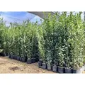 Sunny Tree - Laurus Nobilis Echter Lorbeer Strauch, Immergrün, 160 cm, Winterhart, 10-Liter-Topf, Premium Kübelpflanze für Garten und Terrasse, ...