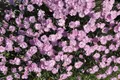 Dianthus gratianopolitanus 'Pink Jewel', Nelke, rosa, ca. 9x9 cm Topf