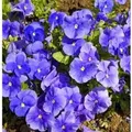 Hornveilchen Martin - Viola cornuta