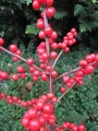 Ilex verticillata Red Sprite - Winterbeere Red Sprite - Korallenhülse - 60-80cm