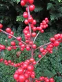 Ilex verticillata Red Sprite - Winterbeere Red Sprite - Korallenhülse - 60-