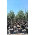 Sunny Tree - Hochstämmiger Olivenbaum 170 Zentimeter hoch - 15 jahre alt - Olea europea - Winterhart bis -18 - Fruchtbildend - Obstbaum