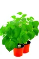 2er Set Buschbohnen Pflanze im 12cm Topf, Wachsbohnen, Butterbohnen aus Nachh...