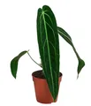 Dehner Herzblattblume, Anthurium warocqueanum, Queen-Anthurium, Rarität, ca. 25 cm, Ø Topf 12 cm, Zimmerpflanze