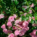 Hochstamm Rose The Fairy 60-80cm