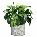 Bellissa Gabionentopf rund Gabione Ø 40cm Pflanzgabione Gartenteich Steinkorb