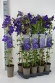 Pflanzen für Dich Kletterpflanze Clematis Hybride Jackmanii, 1 St., Waldrebe, Clematis, violettblühend, kletterpflanze