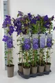 Clematis Hybride 'Jackmanii', Waldrebe, violett, 60–100 cm