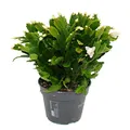 Großer Weihnachtskaktus - Schlumbergera - XXL - 17cm Topf - ca. 25-35cm hoch - weisse Blüten