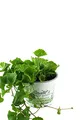 Gotu Kola Pflanze, Frische Kräuter Pflanze aus Nachhaltigem Anbau!