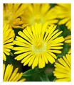 BALDUR Garten 3x Winterharte Eisblume Golden Wonder, Pflanzen im 9x9 cm-Topf, Delosperma congesta, Steingarten Stauden, trockenresistent, mehrjährig, bienenfreundlich, blühend