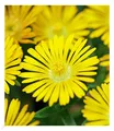 Winterharte Eisblume "Golden Wonder", 3 Pflanzen, Delosperma congesta Stauden