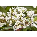Viburnum Davidii Immergrüner Schneeball 40–60 cm