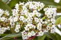 Pflanzen für Dich Gehölze Viburnum davidii, 1 St., David-Schneeball, Immergrüner Schneeball