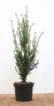 Taxus baccata, Eibe, 50–60 cm, immergrün, robust