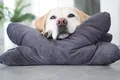 Hundekissen Kopfkissen Lebon - Cruto XL