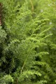 Pflanzen für Dich Konifere Juniperus communis, 1 St., Gemeiner Wacholder, Heidewacholder, Kranewitt, Machandelbaum, immergrün, nadelartig