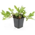 Exotenherz Bodendecker Schnecken Knöterich Persicaria Verwandt mit Darjeeling Red 9cm Topf Set mit 12 Pflanzen