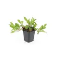 Bodendecker - Schnecken-Knöterich - Persicaria aff. 'Darjeeling Red' - 9cm Topf - Set mit 12 Pflanzen