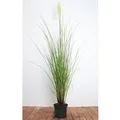 Cortaderia Selloana Citaro Pampasgras Silbrig 3-5 Liter Container