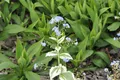 Pflanzen für Dich Staude Brunnera mac. 'Variegata', 1 St., Kaukasusvergissmeinnicht, Großblättriges Kaukasusvergissmeinnicht