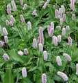 Knöterich Superba - Persicaria bistorta