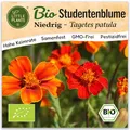 Little Plants BIO Studentenblume Samen 75 Tagetes-Samen Niedrig Samtblume Blumensamen Samenfest für Blumengarten Blumen Saatgut Balkon und Garten