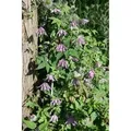 Clematis Country Rose Rosa Blüten 60–100 cm