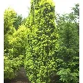 Gelbe Säuleneibe 25-30cm - Taxus baccata Fastigiata Aureomarginata