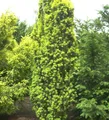 Gelbe Säuleneibe 25-30cm - Taxus baccata Fastigiata