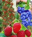 BALDUR Garten 5er Beeren Naschgarten, Pflanzen im Topf/Topfballen, winterhart, blühend, Rubus idaeus, Vaccinium corymbosum, Fragaria x ananassa, Klettererdbeere, Heidelbeere, Himbeere, reiche Ernte