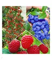 BALDUR Garten 5er Beeren Naschgarten, Pflanzen im Topf/Topfballen, winterhart, blühend, Rubus idaeus, Vaccinium corymbosum, Fragaria x ananassa, Klettererdbeere, Heidelbeere, Himbeere, reiche Ernte
