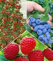 BALDUR Garten Obstpflanze Beeren Naschgarten, 5 St., Kletter-erdbeere"hummi, winterhart, mehrjährig