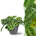 Zimmerpflanze - Maranta Fascinator Kerchoveana - 1x pot grau - ⌀12cm - ↕25cm