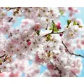 Komar Vliestapete Digitaldruck Vlies - Spring - Größe 300 x 250 cm, glatt, bedruckt, (1 St), Wohnzimmer, Schlafzimmer bunt