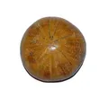 Seeigel versteinert Fossil aus Madagaskar Größe S ca. 30 - 40 mm