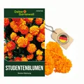Studentenblumen Bonita Mischung Samen - Tagetes patula - Studentenblumensamen - Blumensamen - Saatgut für 50 Pflanzen
