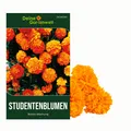Studentenblumen Bonita Mischung Samen - Tagetes patula - Studentenblumensamen