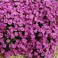 Blaukissen Cascade Purpur - Aubrieta cultorum